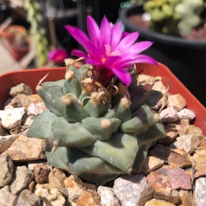 Turbinicarpus Alonsoi image 6