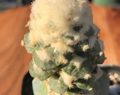 Ariocarpus retusus furfuraceus Monstrose
