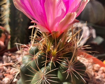 Thelocactus Bicolor