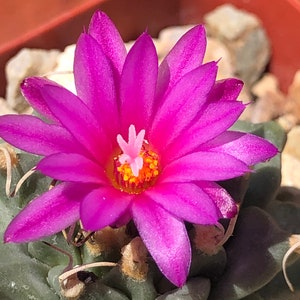 Turbinicarpus Alonsoi image 3