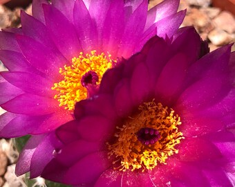 Notocactus Uebelmannianus