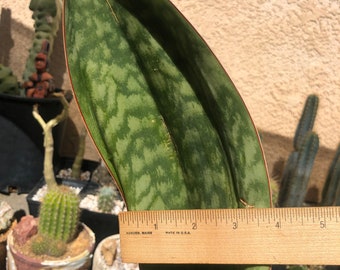 Sansevieria Masoniana