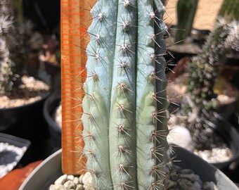 Cipocereus Bradei