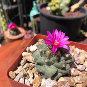 Turbinicarpus Alonsoi image 5