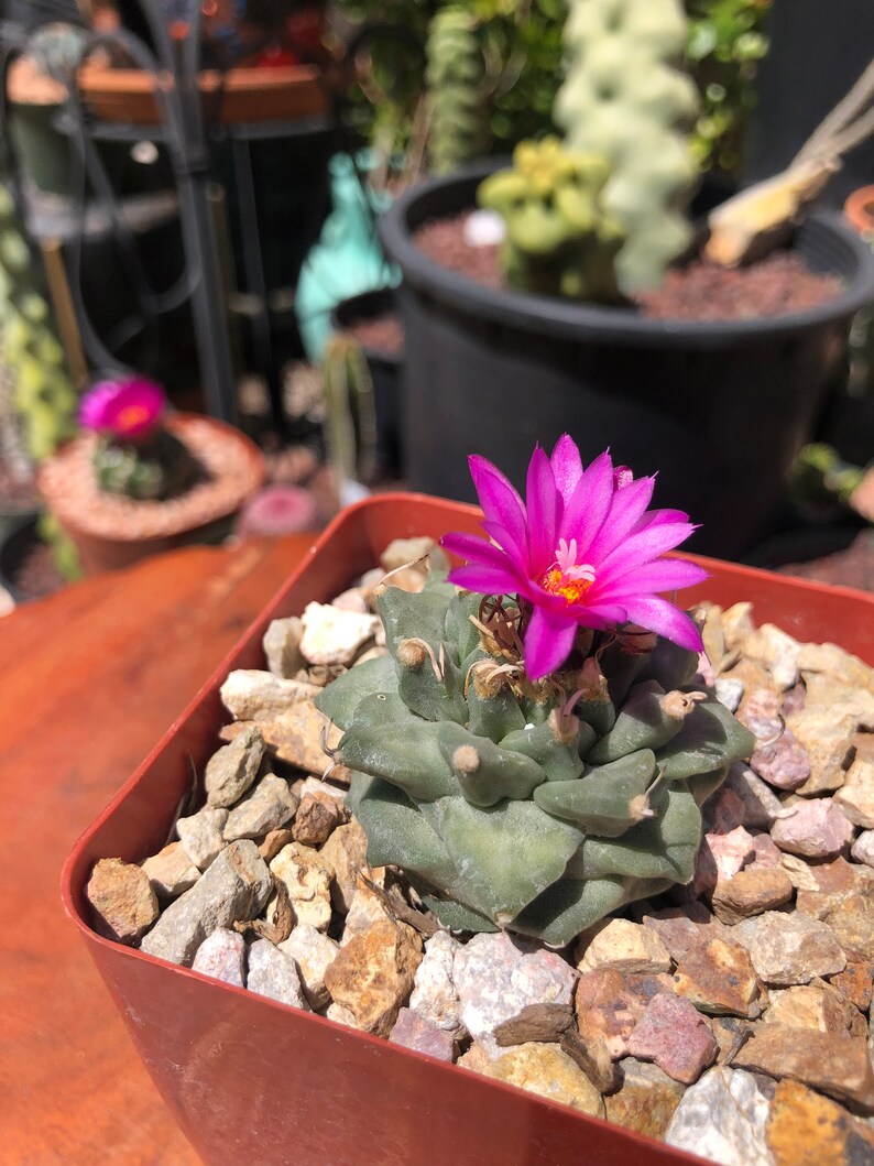 Turbinicarpus Alonsoi image 5