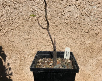 Bursera Hindsiana