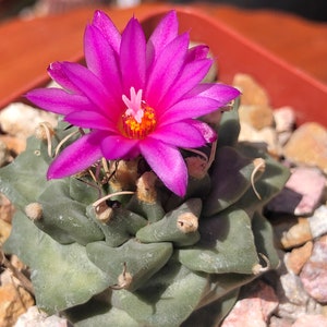 Turbinicarpus Alonsoi image 2