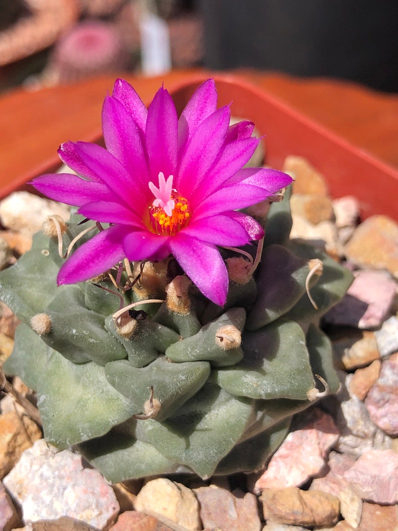 Turbinicarpus Alonsoi image 2