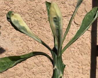 Euphorbia Nerifolia Variegata