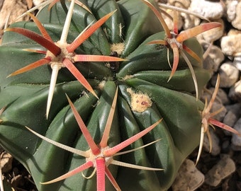 Devil’s Tongue Cactus