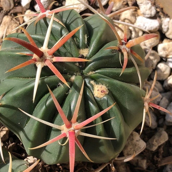 Devil’s Tongue Cactus