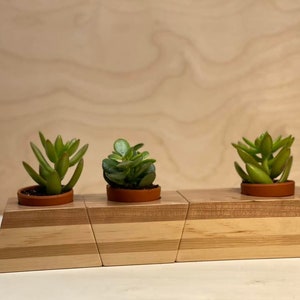 Succulent Plant Display
