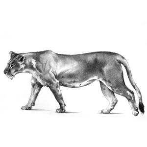 ライオン　動物ペン画No.14 下田武志 Takeshi Shimoda on X: 