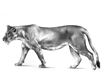 Original - NOT A PRINT, lion art, lion drawing, lion original sketch, lion illustration, graphite drawing - Unframed artwork