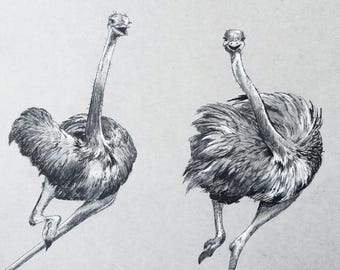 Original - NOT A PRINT, ostrich art, ostrich drawing, bird art, ostrich sketch original, ostrich pen and ink drawing - Unframed art