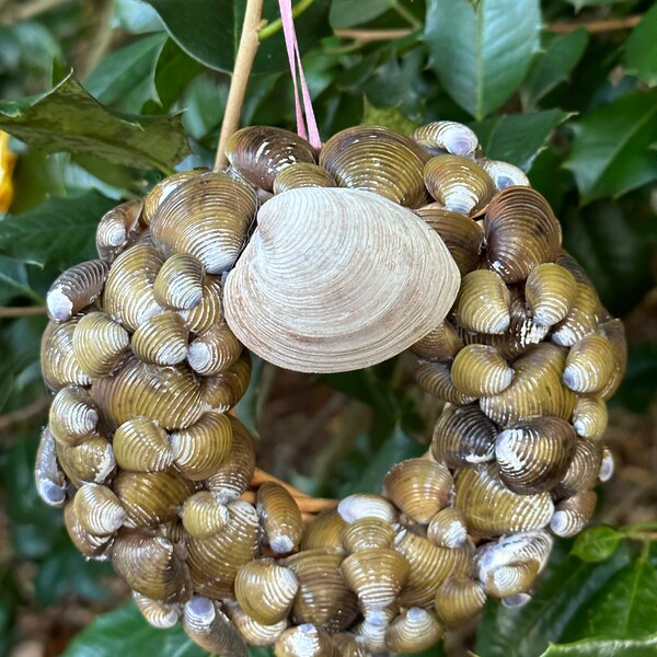Shell Display Wreath Shell Wreath - Etsy