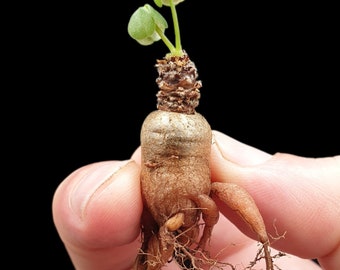 Oxalis megalorrhiza, Oxalis carnosa, Bonsai Oxalis, Acedera de madera, suculenta, zeldzame caudex - 1 planta de levende