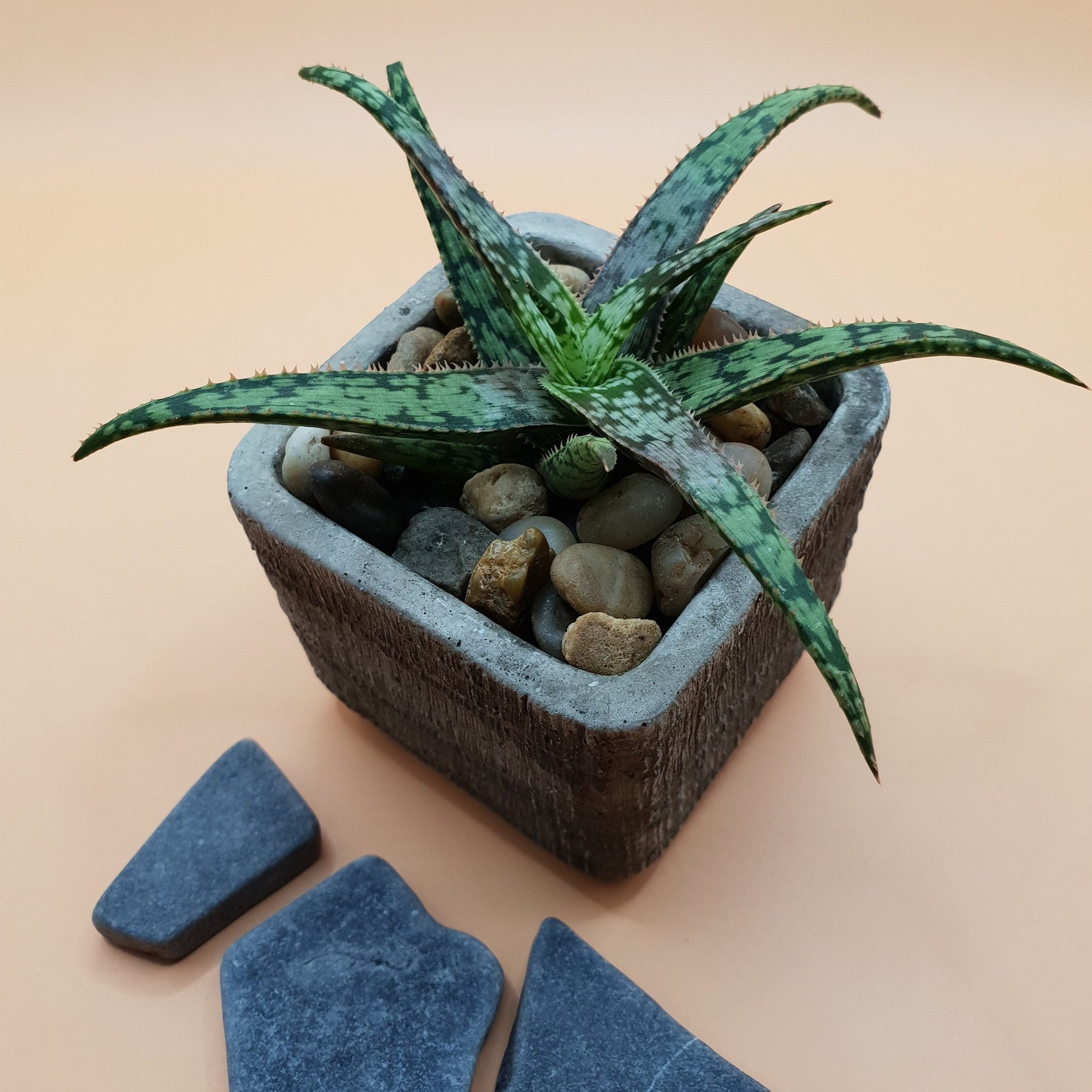 Aloe Spider 1 Levende Plant Etsy