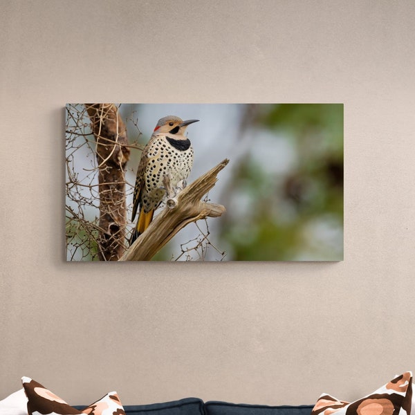 Northern Flicker Wall Art Home Decor Photography