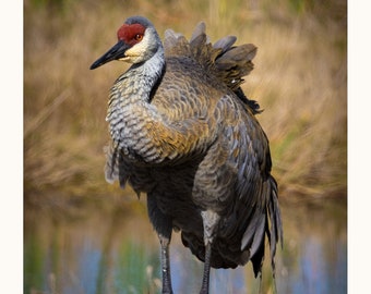 Sandhill Crane Wall Art Home Decor Photography