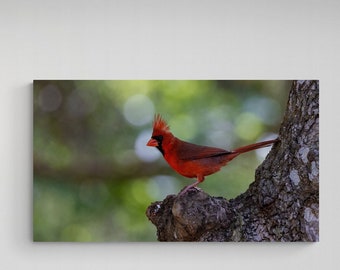 Northern Cardinal Wall Art Home Decor Photography