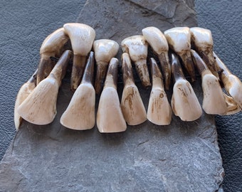 Water buffalo teeth bracelet on elastic band