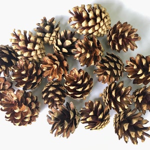 May include: A collection of brown pine cones with a light brown, almost white, colour on the tips of the scales. The pine cones are arranged in a circular pattern on a white background.