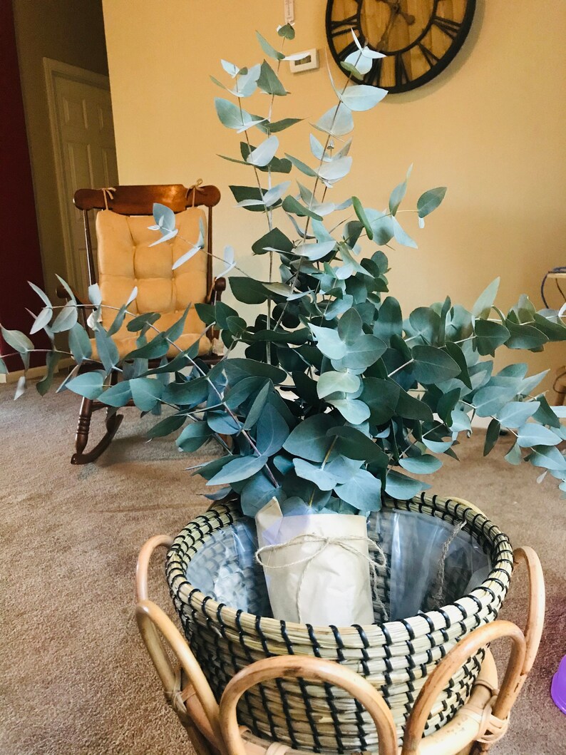 Fresh Eucalyptus Shower Bundle/decor Etsy