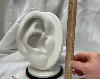 Ear Sculpture: Renaissance Art Drawing Model, Art Education