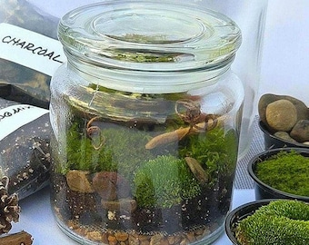 DIY Moss Terrarium Kit! All Inclusive: Glass Jar, Live Moss, Instructions, Materials