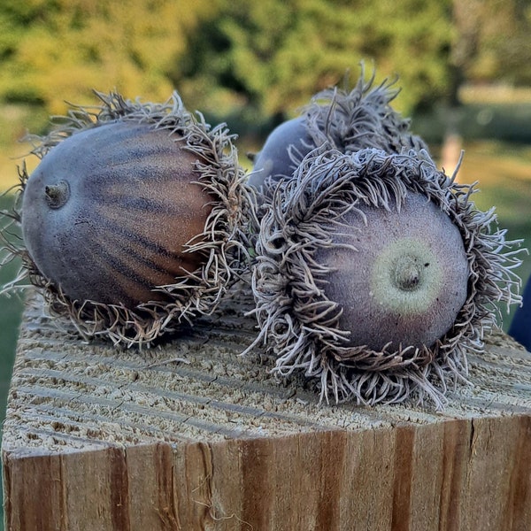 5x Natural Bur Oak Acorns (quercus macrocarpa) with caps! (Burr oak tree seeds)