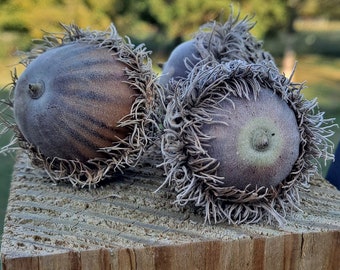 5x Natural Bur Oak Acorns (quercus macrocarpa) with caps! (Burr oak tree seeds)