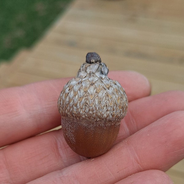 Nuttall Oak Acorns with caps! Quercus texana. 10x Natural acorns