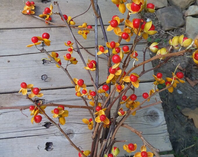 Real Bittersweet Branch Bundles and Vines Are Ready Available Now, No