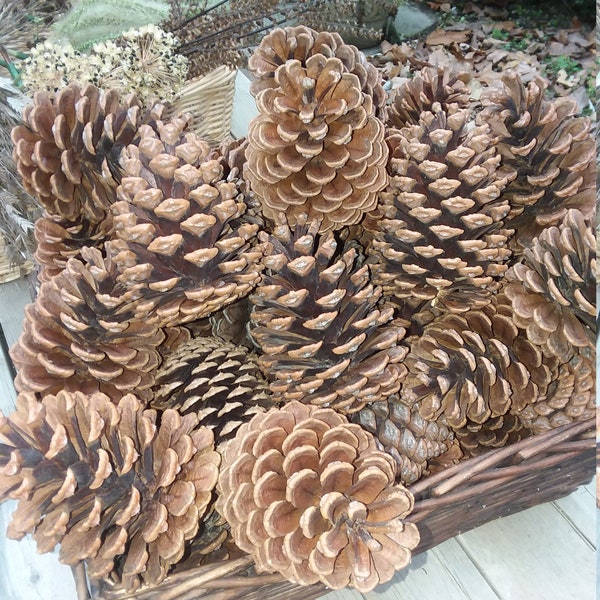 Slash pine pinecones! All natural and collected by hand. 5 pine cones per order