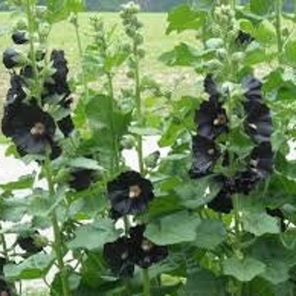 50+ Black Hollyhock Seeds (alcea rosea nigra)