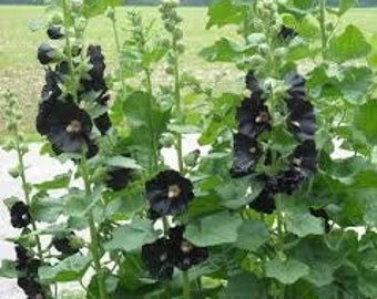 50+ Black Hollyhock Seeds (alcea rosea nigra)