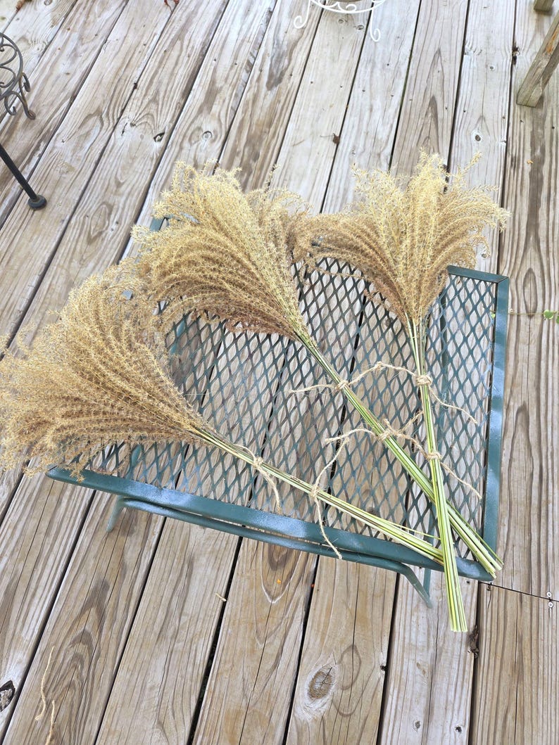 Maiden Grass Flower Bundle: Dried Arrangements, Natural Fall Decor, Weddings, Floral Supplies image 3