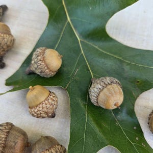 May include: Close-up of several acorns with light brown caps and textured bodies scattered on a green leaf. The leaf has a dark green color and prominent veins. The acorns are a natural, earthy element.