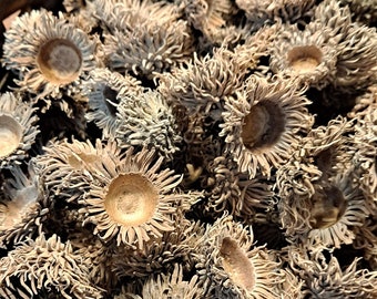 10x Sawtooth Oak Acorn Caps (quercus acutissima) Real, natural, unique acorn tops with fringe!