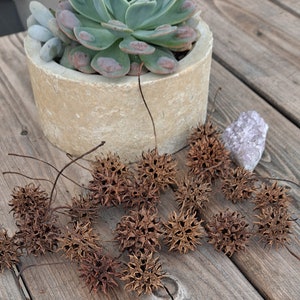 May include: A succulent plant in a beige pot sits on a wooden surface with a cluster of dried brown seed pods scattered around it.