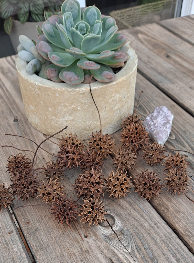May include: A succulent plant in a beige pot sits on a wooden surface with a cluster of dried brown seed pods scattered around it.