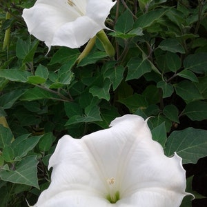 50+ Moonflower seeds! Also known as Moonbush, or by it's botanical name: Datura