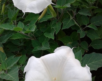 50+ Moonflower seeds! Also known as Moonbush, or by it's botanical name: Datura