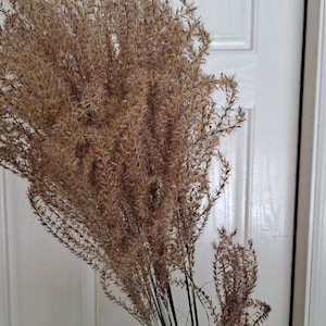 May include: A bunch of dried pampas grass with long, feathery plumes in shades of brown and beige.