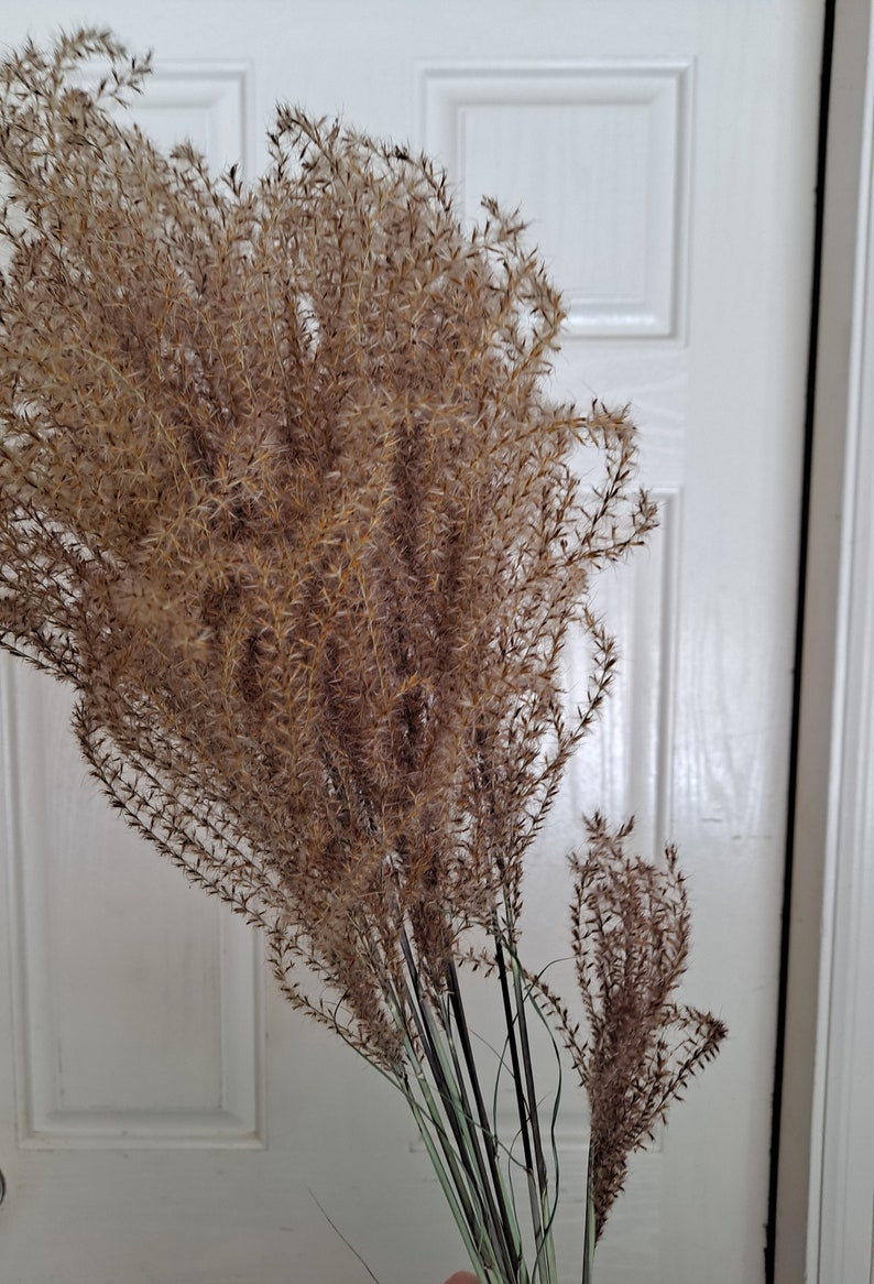 May include: A bunch of dried pampas grass with long, feathery plumes in shades of brown and beige.