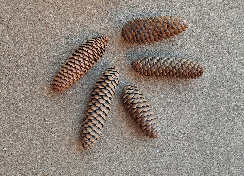 Puede incluir: Cinco pi&ntilde;as marrones dispuestas en un patr&oacute;n sobre una superficie arenosa de color marr&oacute;n claro.