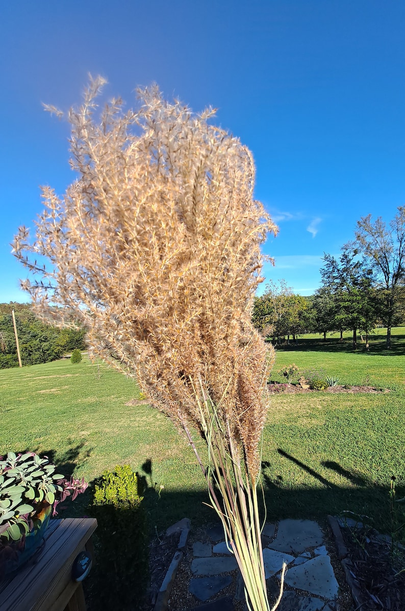 May include: A bunch of dried pampas grass with long, feathery plumes in shades of beige and brown. The grass is arranged in a bouquet and is tied together at the base. The grass is in focus, while the background is blurred.