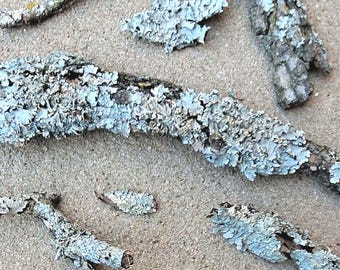 Natural Lichen - 10 Pieces of Real Lichen!