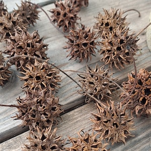May include: A collection of dried brown spiky seed pods, also known as burrs, arranged on a wooden surface. The pods have a starburst shape and are a natural element for crafting.